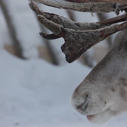 Reindeer on a Lapland farm in Finland
