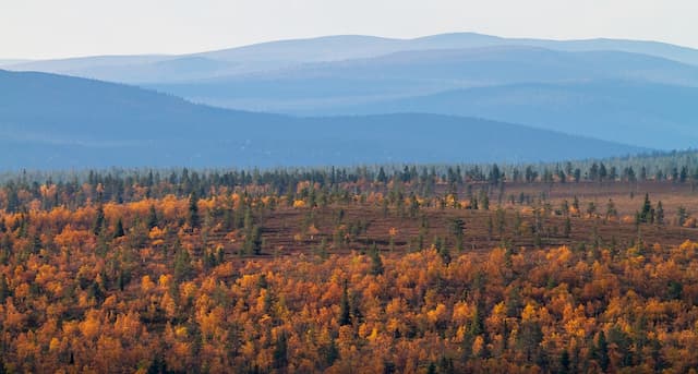 Bosque de Laponia en otoño