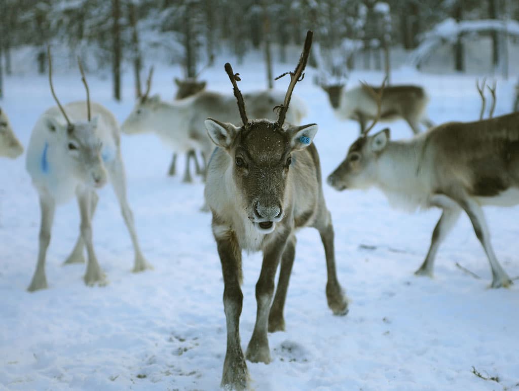 Granja de renos situada en Finlandia en la que se puede participar en un safari en trineo tirado por renos