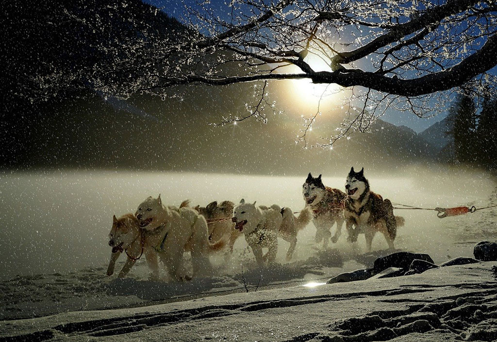 Husky dogs running in the snow in Finland