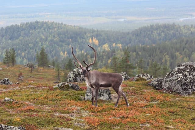 A reindeer in a national park in Inari