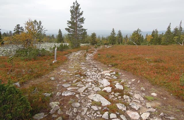 Ruta natural en un bosque de Finlandia